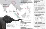Les éléphants d'Asie