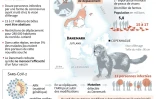 Danemark : alerte après une mutation du coronavirus chez le vison