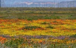 Des fleurs sauvages en pleine éclosion, près de Lancaster en Californie, le 6 avril 2023