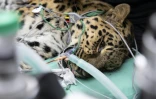 Baruto, une panthère de l'Amour mâle âgé de 14 ans, est anesthésié pour un prélèvement de sperme au zoo de Mulhouse, le 9 octobre 2025 dans le Haut-Rhin