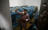 Des chiens en cages dans la maison de Mme Wen Ă Chongqing (Chine) le 29 novembre 2020