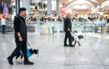 Les chiens de thérapie Alita (g) et Kuki et leurs accompagnateurs dans le hall d'embarquement de l'aéroport d'Istanbul, le 3 mai 2024 en Turquie