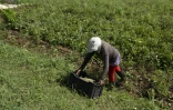 Un agriculteur travaille à la ferme agro-écologique "La Burgambilia" à Caimito, dans la province d'Artemisa, le 25 juin 2026 à Cuba