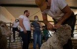 Vanessa (c), étudiante à l'école de bergers de Cooprado, et le tondeur professionnel José Rivero (2e g), le 13 mai 2022 à Casar de Caceres, en Espagne