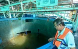 Leow Ban Tat, fondateur du Centre d'excellence en aquaculture, observe le nettoyage des bassins de la ferme Eco Ark, le 6 décembre 2023 à Singapour