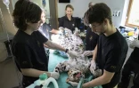 Des vétérinaires procèdent à l'insémination artificielle de Khala, une femelle panthère de l'Amour, le 9 octobre 2025 au zoo de Mulhouse, dans le Haut-Rhin