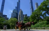 Une calèche dans Central Park, à New York, le 3 août 2022