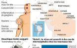 Le virus zika transmis par les moustiques se propage dangereusement en Amérique latin et dans les Caraïbes