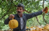 L'agriculteur kurde Azad Mohammad montre les produits de sa ferme près de Halabja, le 6 juillet 2022 en Irak