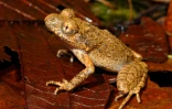 Photo en date du 15 septembre 2014 fournie le 19 décembre 2016 par WWF d'une grenouille miniscule figurant parmi 163 nouvelles espèces découvertes en 2015 en Thaïlande