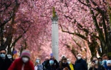 Des piétons masqués contre le Covid-19 marchent sous des cerisiers en fleur dans la Heerstrasse à Bonn (Allemagne), le 9 avril 2021