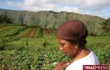 Mardi 10 Février 2009

L'exploitation maraîchère de Valérie Nourry