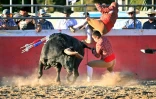 Deux "forcados" aux prises avec un taureau lors d'une corrida portugaise organisée le 10 juillet 2022 à Turlock (Californie)