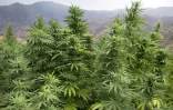 Des plants de cannabis près de la ville de Ketama dans la région du Rif dans le nord du Maroc le 2 septembre 2019