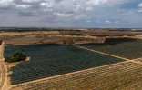 Vue aérienne d'un champ d'agave à la périphérie d'Urim, dans le nord du désert du Néguev, près de la frontière israélienne avec Gaza, le 4 mai 2025