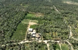 Vue aérienne de palmiers dattiers au village de Janajah, dans la province de Babylone, le 4 septembre 2024 en Irak