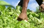 Mardi 10 Février 2009

L'exploitation maraîchère de Valérie Nourry