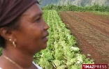 Mardi 10 Février 2009

L'exploitation maraîchère de Valérie Nourry