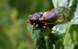 Une cigale périodique à Chevy Chase, dans le Maryland, le 17 mai 2021