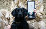 Le labrador Treo pose avec son maître et sa médaille Dickin, reçue pour l'aide qu'elle a apporté au déminage en Afghanistan, le 24 février 2010 à l'Imperial War Museum à Londres