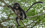 Un singe langur à lunettes surnommé "Bumi" grimpe dans un arbre dans une aire de jeux près d'une zone résidentielle du quartier de Tanjung Bungah, à George Town, sur l'île de Penang, le 9 avril 2026 en Malaisie