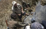 Le vétérinaire Pete Morkel de l'ONG Afrikan Parks, entouré de collègues, pose un collier sur un éléphant anesthésié, au parc national de la Pendjari, le 10 janvier 2018 au Bénin