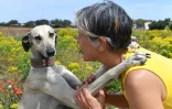 La vétérinaire Olfa Abid et un lévrier sloughi à Cap Angela, dans la région de Bizerte, le 22 mai 2025 en Tunisie