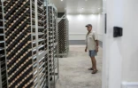 Peter Crouch, manager de Valentine Chicken Hatchery, inspecte les oeufs qui vont être transférés dans une salle d'incubation le 11 juillet 2017