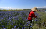 Récolte du bleuet dans le vilalge de Sheqeras, en Albanie, le 16 juin 2021