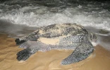 Une tortue luth sur la plage de Pointe Denis au Gabon