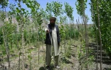 Le fermier afghan Abdul Samad Ahmadi examine un de ses arbres le 18 mai 2026 dans la province de Baghlan, en Afghanistan