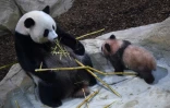 Le bébé panda Yuan Meng joue avec sa mère dans le zoo de Beauval, le 12 janvier 2018