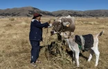 Rufino Cutipa nourrit son bétail dans la communauté de Caritamaya, près du lac Titicaca, dans la région de Puno, au Pérou, le 29 mai 2026