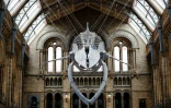 Le squelette d'une baleine bleue dans le grand hall d'accueil du Musée d'histoire naturelle de Londres, le 13 juillet 2017 