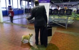 Un chien attend dans le hall avant d'être présenté au concours canin de New York, le 12 février 2018
