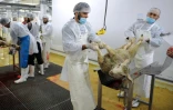 Des hommes abattent des moutons dans les règles de l'Islam et de l'hygiène à l'occasion de l'Aïd el-Adha, la fête du sacrifice, dans un abattoir du Mans dans la Sarthe, le 4 octobre 2014