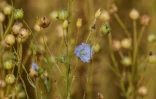 Un champ de lin en fleurs, le 15 juillet 2020 en Normandie