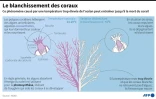 Le blanchissement des coraux