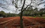 Le cimetière de Vila Formosa, près de Sao Paulo (Brésil), le 20 mai 2020