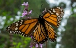 Un monarque migrateur le 3 février 2020 au sanctuaire d'El Rosario au Mexique