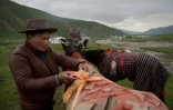 Un Tibétain prépare sa monture pour une course de chevaux le 26 juillet 2016 sur le plateau de Yushu dans la province chinoise du Qinghai