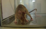 Un rat géant dans le centre d'entraînement de l'ONG Apopo, à Morogoro, en Tanzanie, le 17 juin 2016