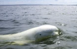 Un béluga dans la baie d'Hudson, le 9 août 2022 au Canada