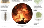 L'impact du changement climatique sur les feux de forêt