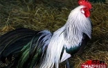Dépistage obligatoire des volailles
