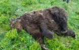 Image d'un ours abattu en Ariège, diffusée le 9 juin 2020 par le ministère de l'Environnement