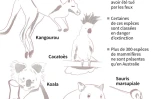 Feux en Autralie : la faune décimée
