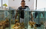 Le biologiste marin Maoz Fine, regarde ses coraux dans des aquariums du centre de recherches d'Eilat, à l'extrémité méridionale d'Israël, le 12 juin 2017