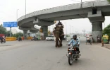 Un éléphant dans une rue de New Delhi au milieu des véhicules, le 3 septembre 2018 en Inde