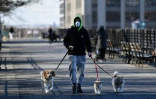 Un homme, portant un masque de protection contre le coronavirus, promène des chiens, le 24 mars 2020 à New York